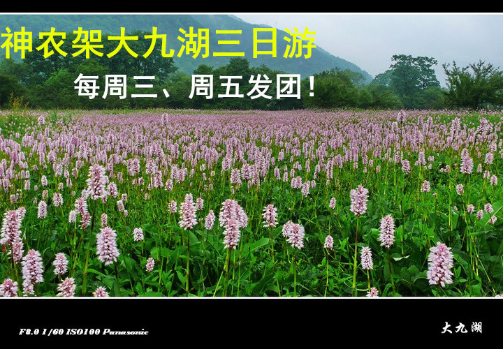 神農(nóng)架大九湖三日游