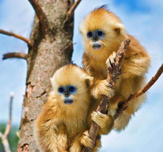 神農(nóng)架旅游攻略